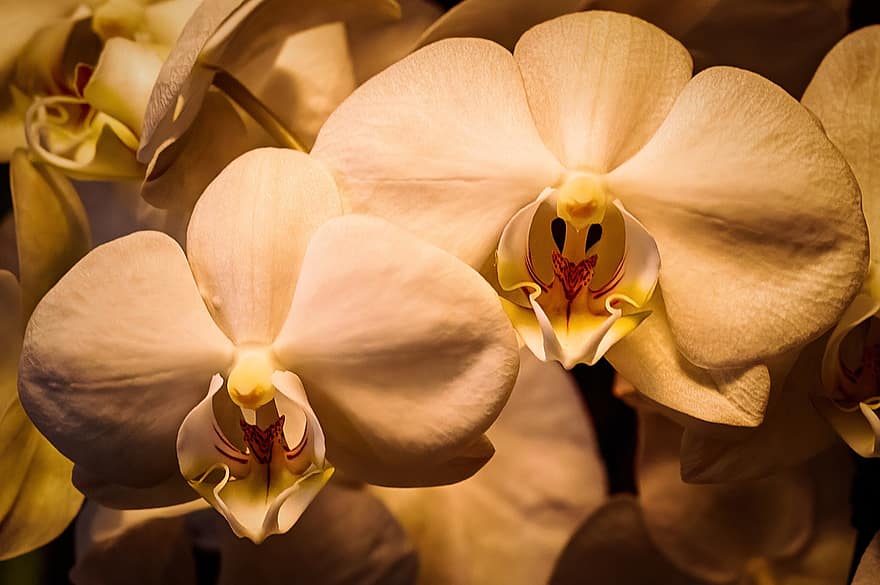 orkideer, blomster, blomstre, flor, kronblade, orkidé kronblade, plante, natur, flora, tæt på, orkidé