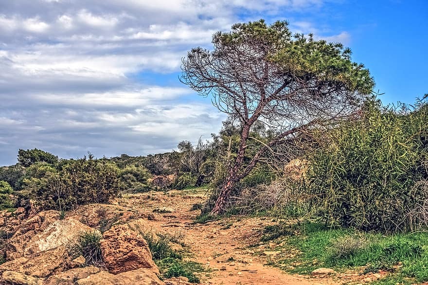 Path, Cape Greco, Mountain Top, Mountain, Sky, Clouds, Nature, Cyprus, Scenery, Landscape, tree
