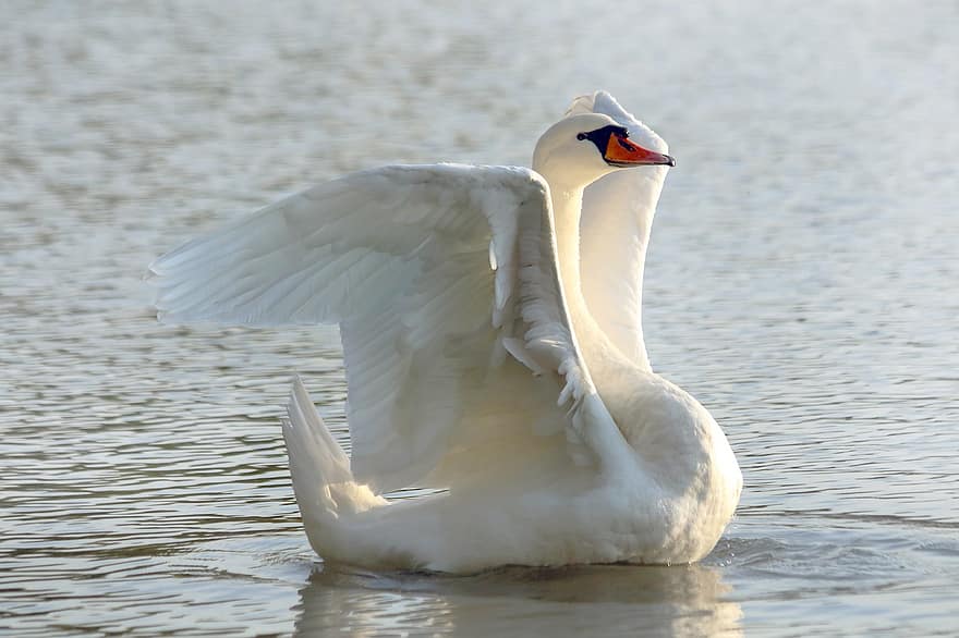 Swan, Bird, Lake, White Swan, Waterfowl, Water Bird, Aquatic Bird, Animal, Water