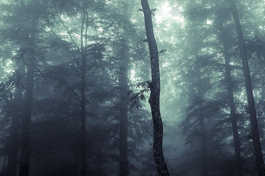 forrest, brouillard, des arbres, la nature, les bois, vert, scénique, feuilles