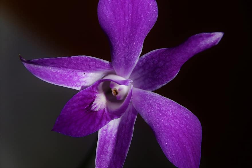 orquídea, flor, plantar, pétalas, dendrobium, Orchidaceae, Flor roxa, Flor Violeta, Flor, flora, botânica