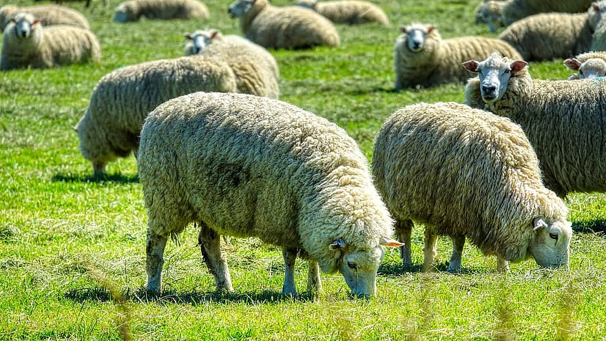 羊、動物たち、牧草地、群れ、ウール、反すう動物、ほ乳類、家畜、草原、放牧、フィールド