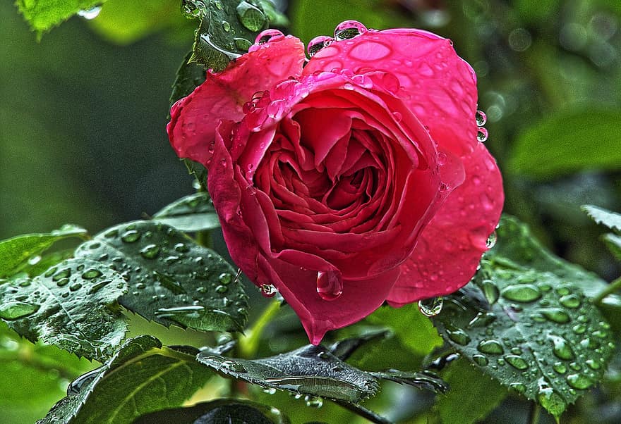 цвете, листенца, роза, цвят, разцвет, мокър, дъждовна капка, капене, листа, дъжд, растение