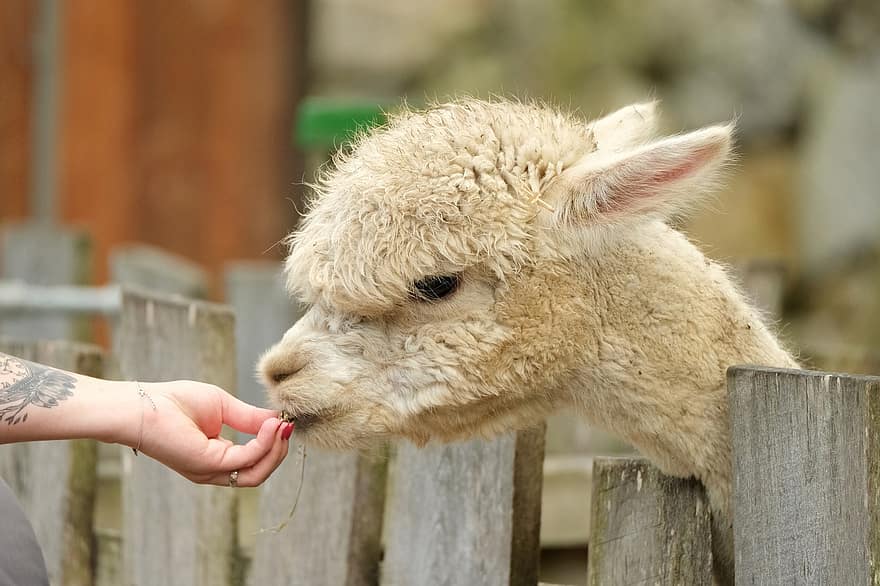 alpaca, wit, hoofd, hand-, voeden, dier, zoet, schattig