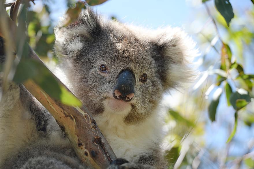 koala, pelkinis, gyvūnas, laukiniai, žinduolių, kailiai, zoologijos sodas, laukinės gamtos, medis