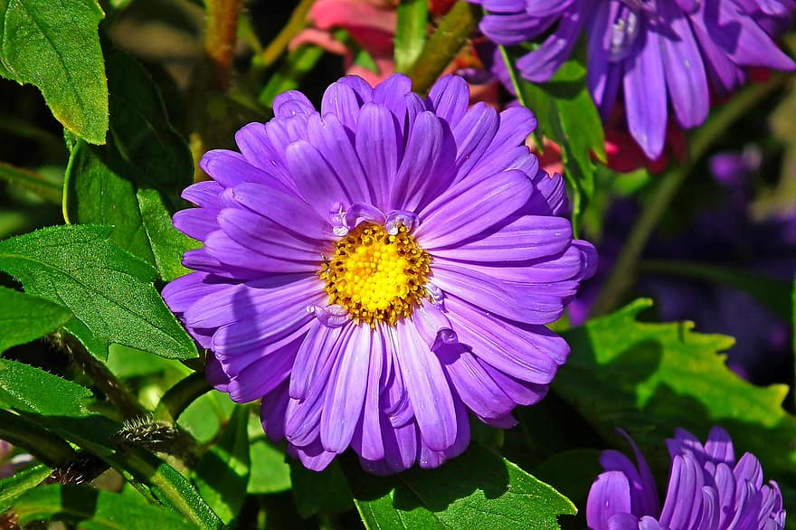астра, цветок, сад, фиолетовый цветок, лепестки, фиолетовые лепестки, цвести, Флора, завод, цветение, природа