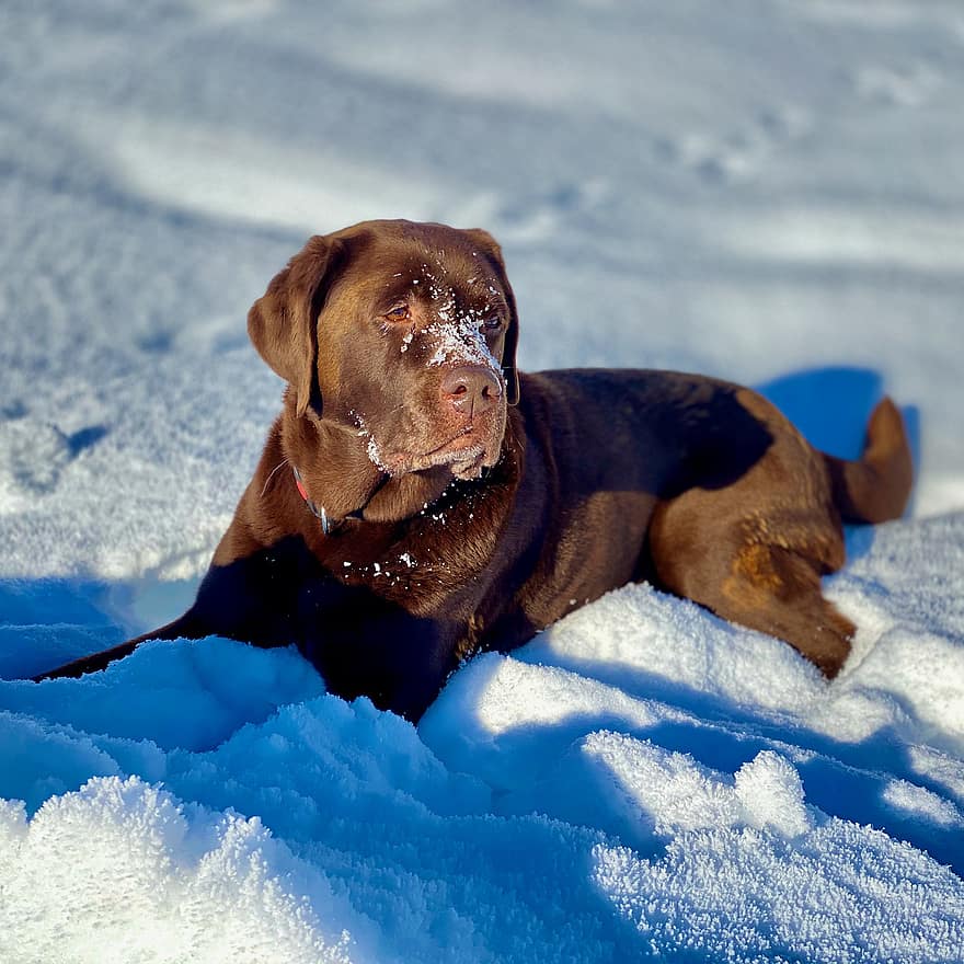 cão, labrador, deitado, neve