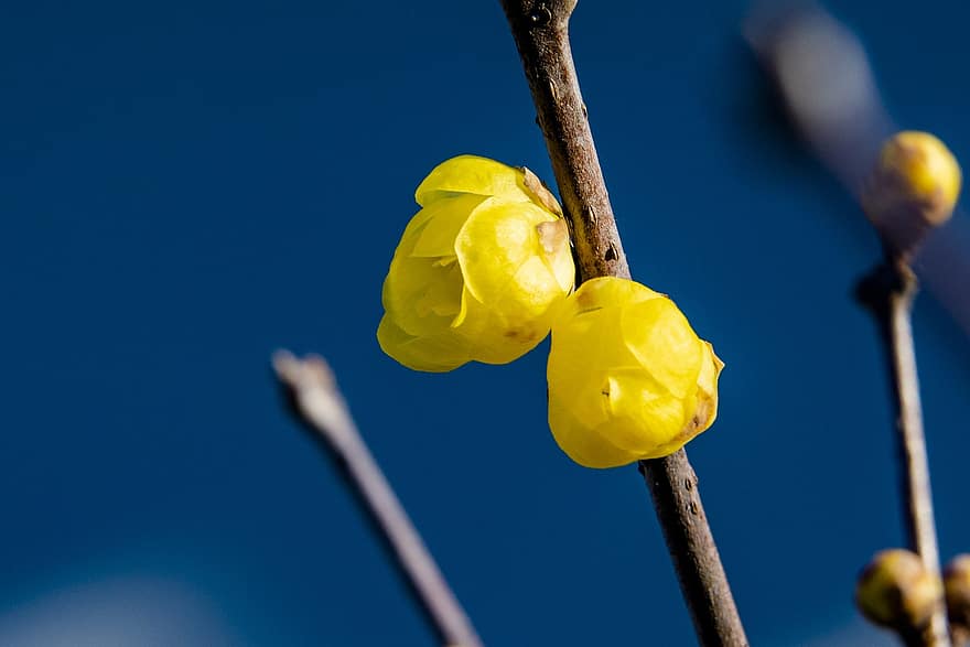 冬の間、日本のオールスパイス、黄色い花、自然