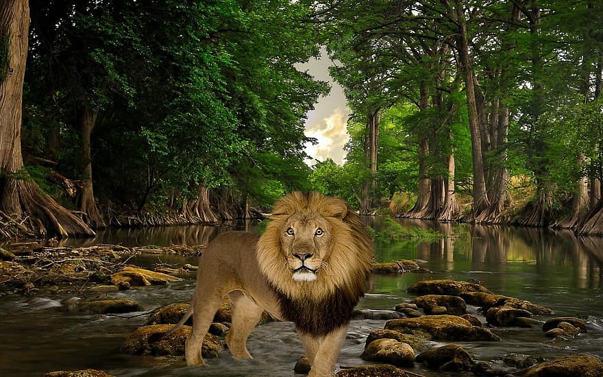 Lion, Forest, River, Fantasy, Background, Woods, Stream, Nature