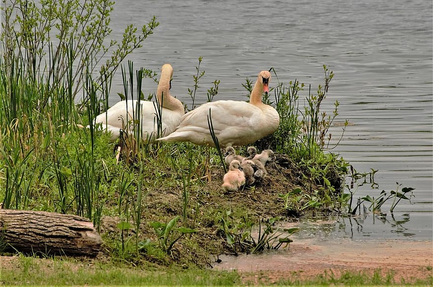 лебеди, семейство лебеди, бебета, млади лебеди, водна птица, вода, дивата природа, езеро