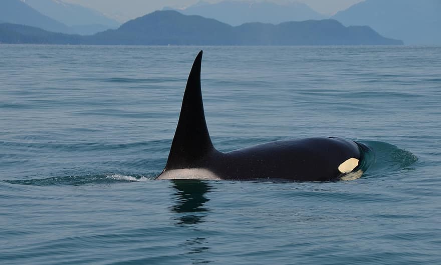orca, fiorde, fluke, barbatana dorsal, baleia, mamífero marinho, predador, animais selvagens, agua, natureza