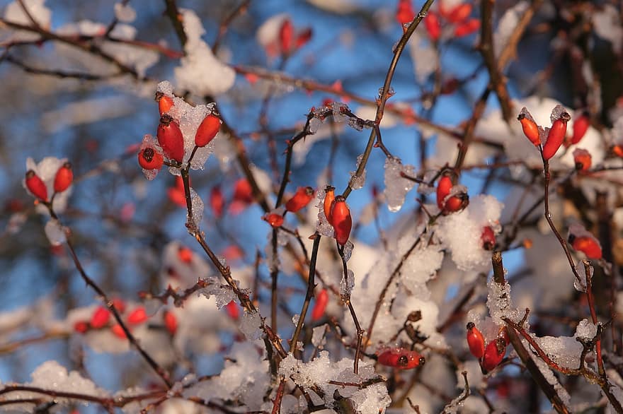 Rose Hips, Rosehip Berries, Winter, Rosehips, Snow, season, branch, close-up, tree, plant, leaf