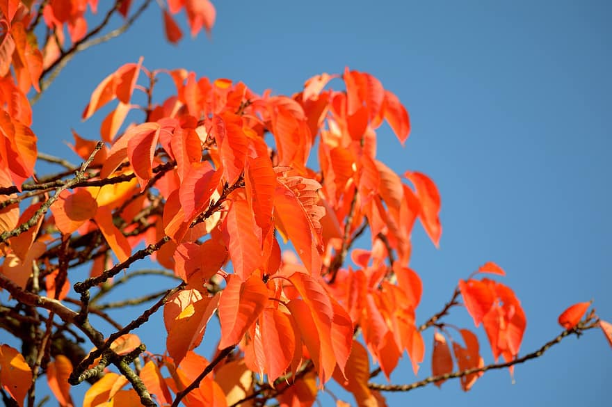spadek, odchodzi, liście jesienią, jesienne liście, jesień, las, Natura, kolory jesieni, Kolorowanie liści, jesienny