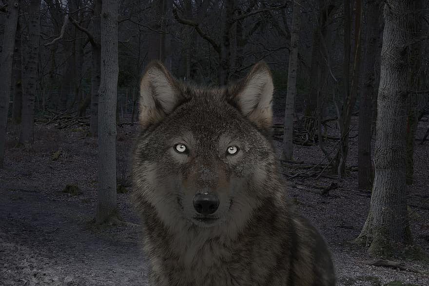 Wolf in het bos, donker, nacht, ogen, Bos, mystiek, samengesteld, duisternis, natuur, bomen, eng
