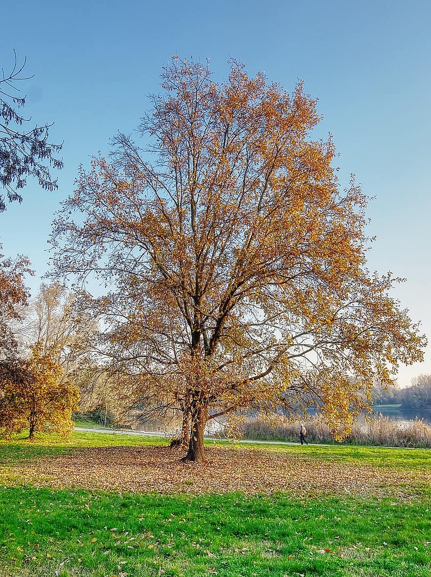 дерево, природа, осень, падать, время года, листва, желтый, сельская сцена, лес, лист, трава
