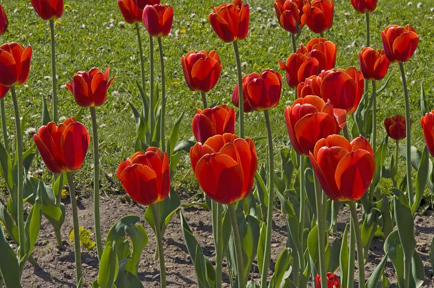tulipaner, rød, blomster, felt, hage, tulipanfelt, tulip hage, blomsterhage, blomst, blomstre, røde blomster