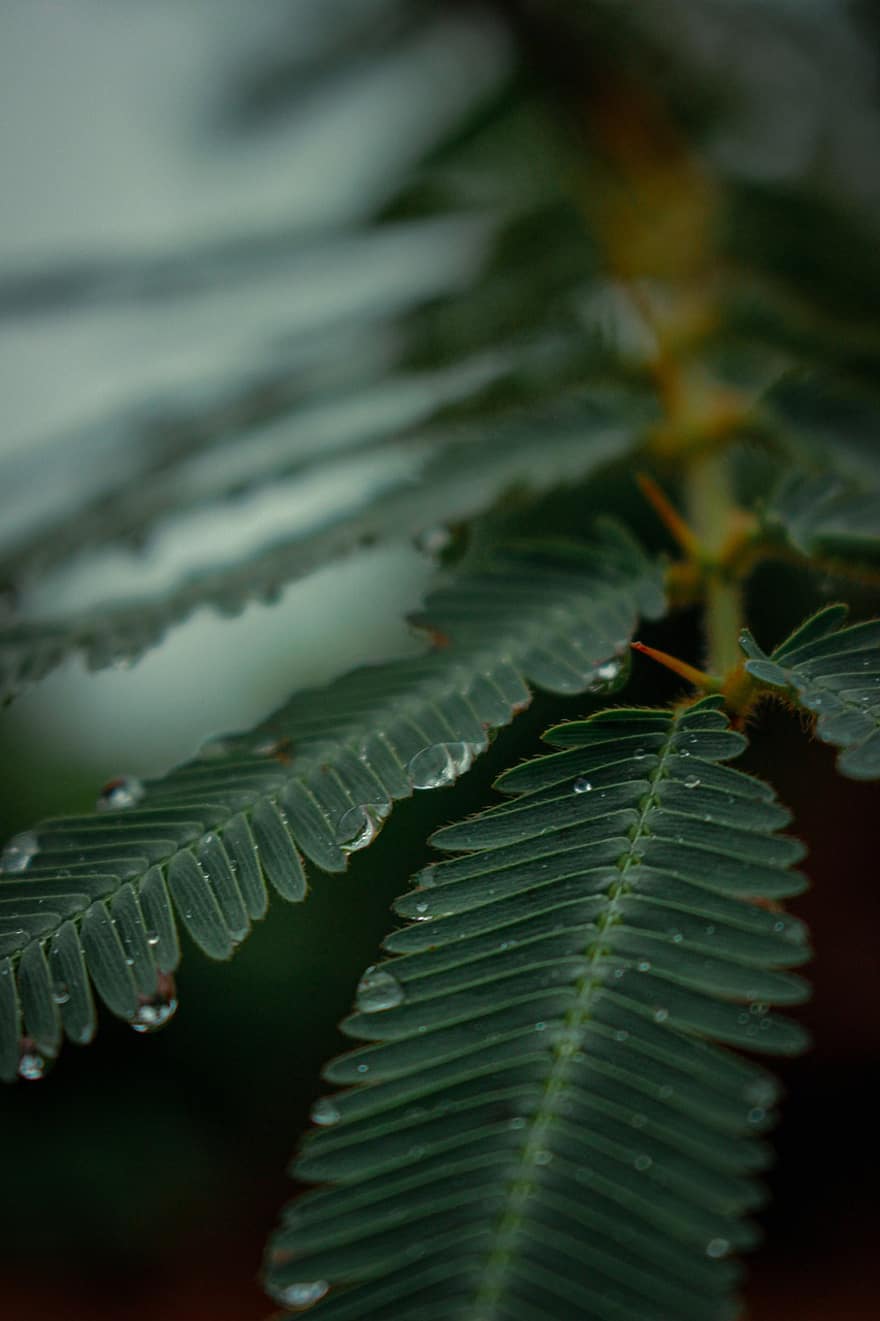 Raindrops, Leaves, Foliage, Nature, Forest