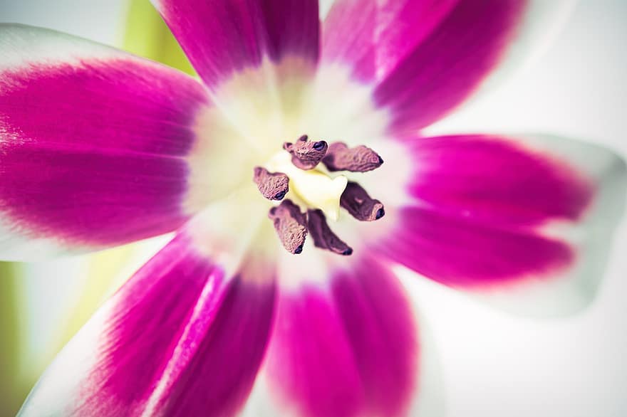 tulipán, flor, floración, rosado, blanco, pistilos, naturaleza, flora, de cerca, pétalo, planta