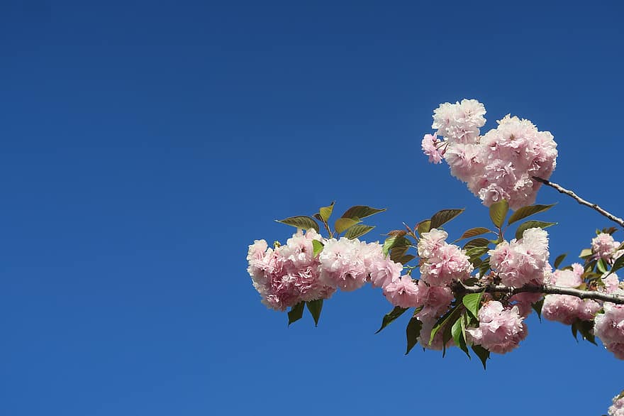 вишня в цвету, цветы, весна, розовые цветы, цветение, цвести, природа, вишня, дерево, ветка, небо