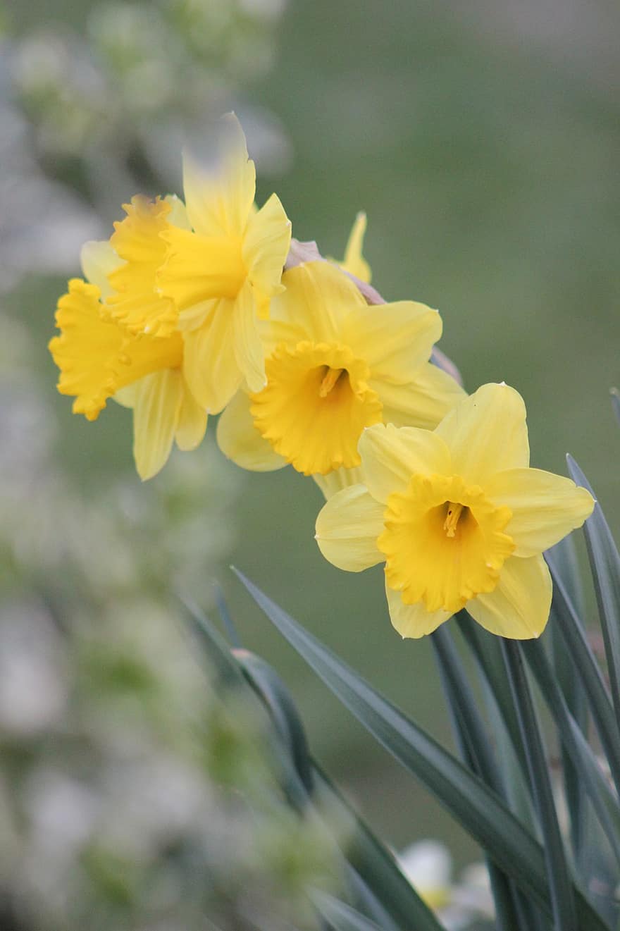 narcisy, velikonoční zvony, žluté květy, jaro, květiny