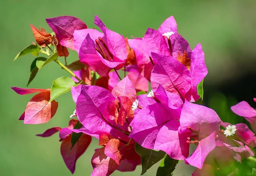 Bougainvillea, Flowers, Plant, Purple Flowers, Petals, Bloom, Leaves, Garden, Nature, Summer