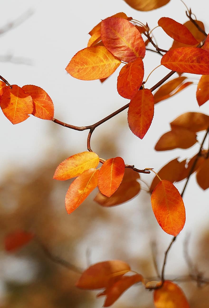 musim gugur, Daun-daun, dedaunan, pohon, ranting, dedaunan musim gugur, warna musim gugur, jatuh dedaunan, daun jatuh, daun jeruk, dedaunan oranye