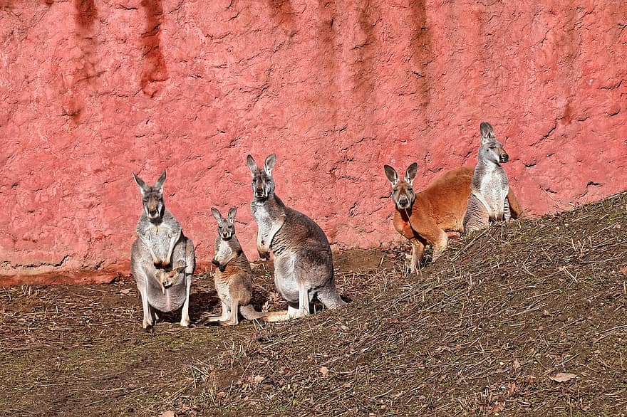 canguru, marsupial, animais, joey, mob, animais selvagens, natureza, opole, fofa, grama, Fazenda