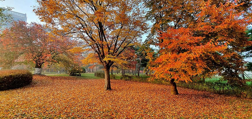 musim gugur, hutan, taman, pemandangan, daun, pohon, kuning, musim, Oktober, multi-warna, pemandangan pedesaan