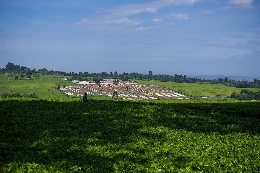 plantación de té, Kenia, agricultura, naturaleza, campo, rural