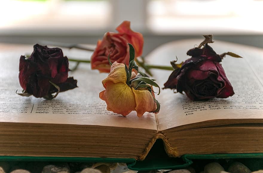 åpen bok, tørket roser, lesehest, lesning, roman, tørkede blomster, roser, hebraisk tekst, vindu, floral design, nytt kapittel