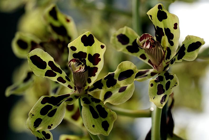 цветя, Папуа орхидея, разцвет, цвят, ботаника, растение, растеж, Орхидея Гама Скриптум, орхидея