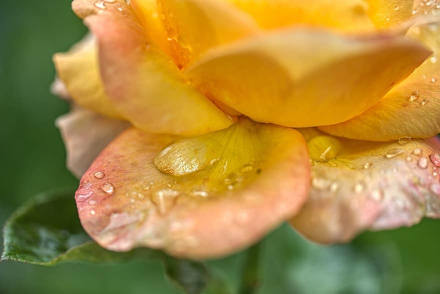 růže, květ, individuální, dešťová kapka, voda, mokré, korálkovitý, déšť, počasí, žlutá, oranžový