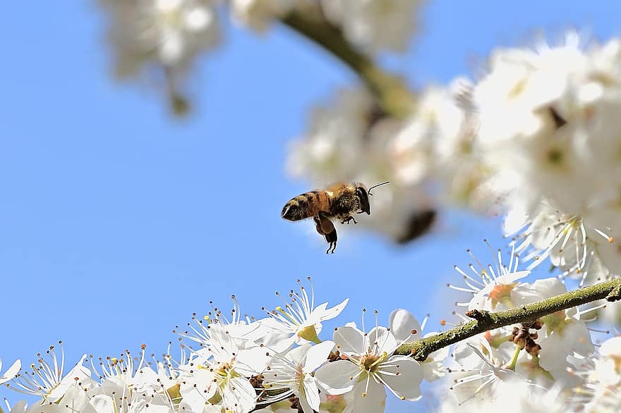 mehiläinen, hyönteinen, pölyttää, pölytys, kukat, siivekäs hyönteinen, siivet, luonto, Hymenoptera, hyönteistiede, makro