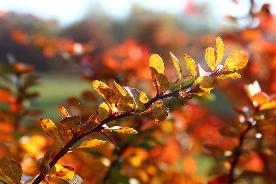 dřišťál, listy, podzim, podzimní listí, větev, strom, rostlina, Příroda, slunečního světla