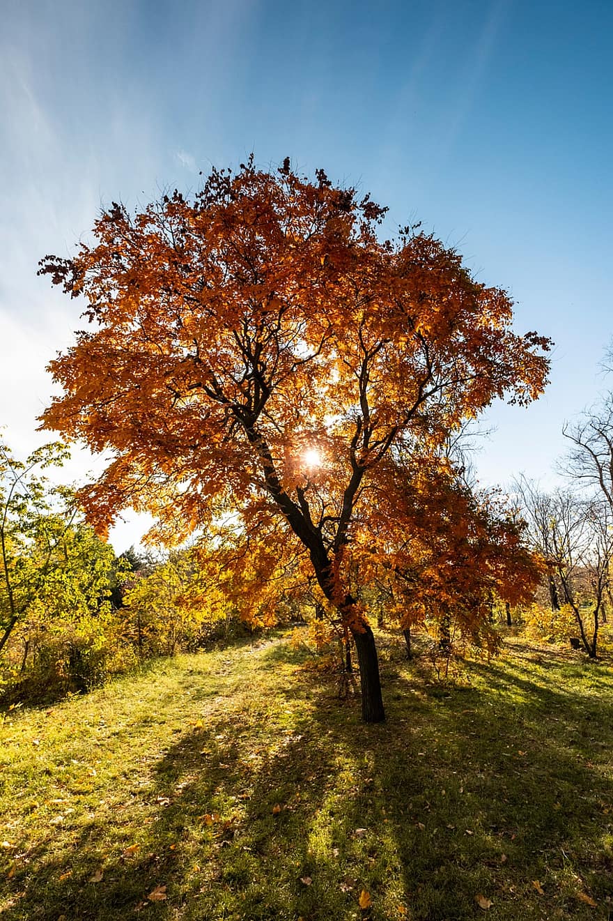 strom, pole, podzim, oranžové listy, krajina, Příroda, slunečního světla, sluneční paprsky