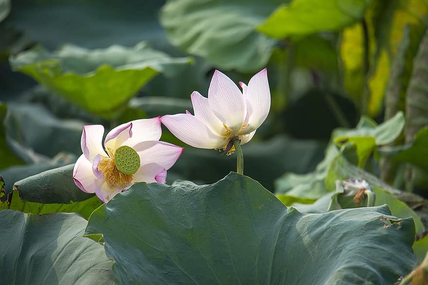Lotuses, Flowers, Lotus Flowers, Pink Flowers, Lotus Leaves, Petals, Pink Petals, Bloom, Blossom, Aquatic Plant, Flora