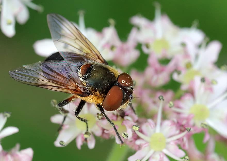 lidot, kukaiņi, kļūda, spārni, ziedi, ziedlapiņām, fāzija hemiptera, tachinid muša, parazitāras
