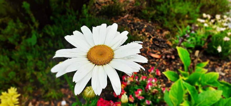 ромашка, квітка, біла квітка, пелюстки, білі пелюстки, цвітіння, флора