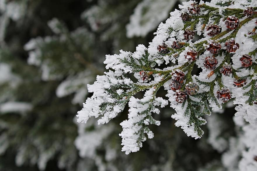eiskristalle, koks, sniegs, koku augļi, janvārī, ziemā, ziemas, raksturs, auksts, balts, sniegains
