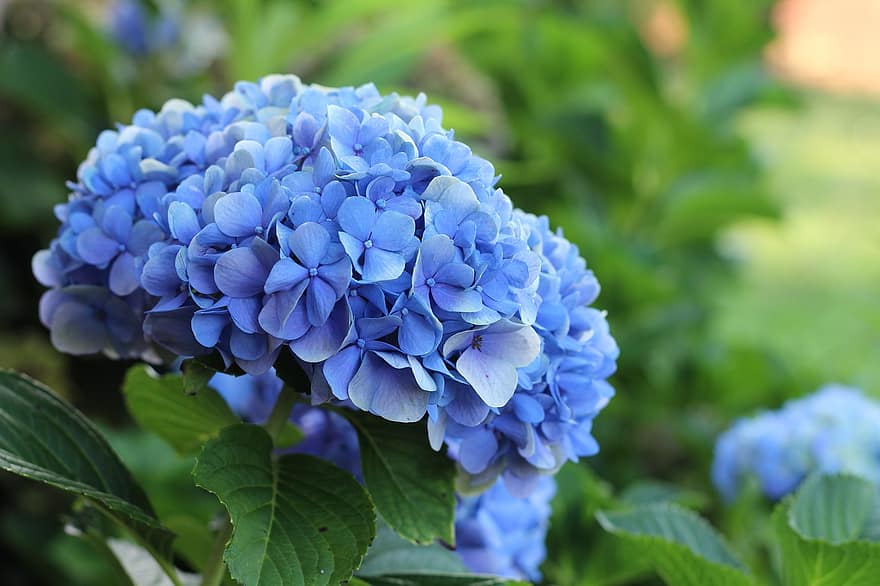 hortenzija, ziedi, zili ziedi, ziedlapiņām, zilās ziedlapiņas, zied, zieds, flora, raksturs, augiem