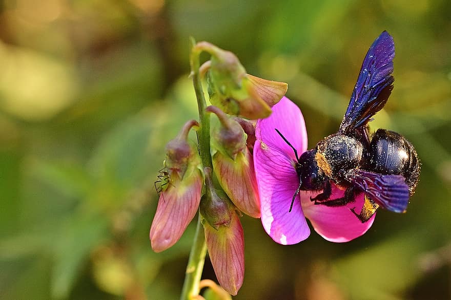 lebah, serangga, lebah kayu biru, serbuk sari, alam, mekar, berkembang, bunga