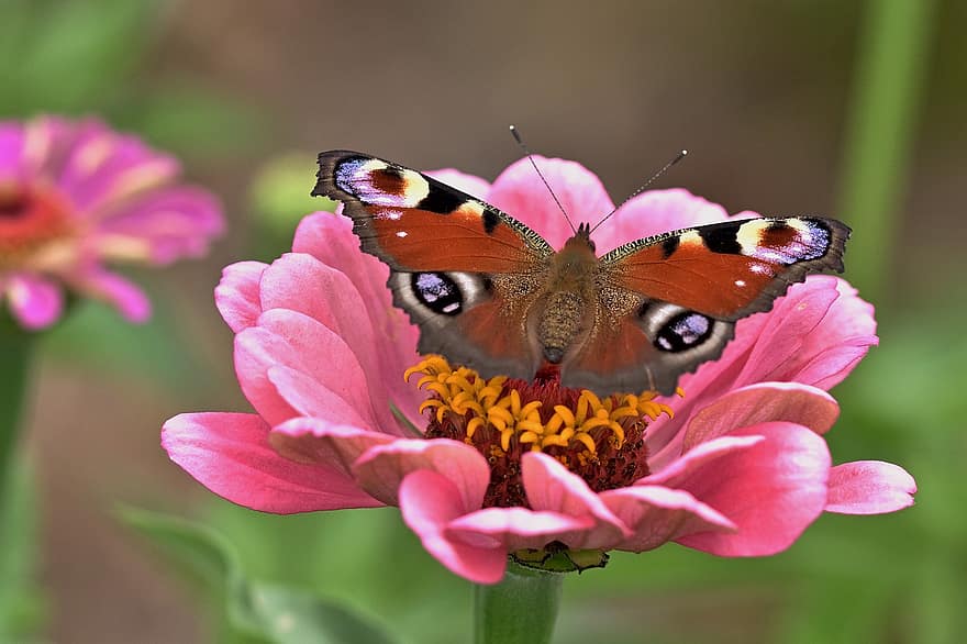 borboleta de pavão, borboleta, zínia, inseto, animal, asas, mundo animal, flor, plantar, jardim, natureza