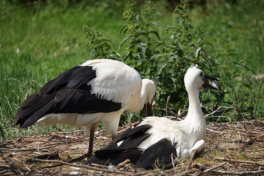 Storks, Breed, White Storks, Nest, Parents, Storchennest, Nature, Animals, Animal World, Birds, Feather