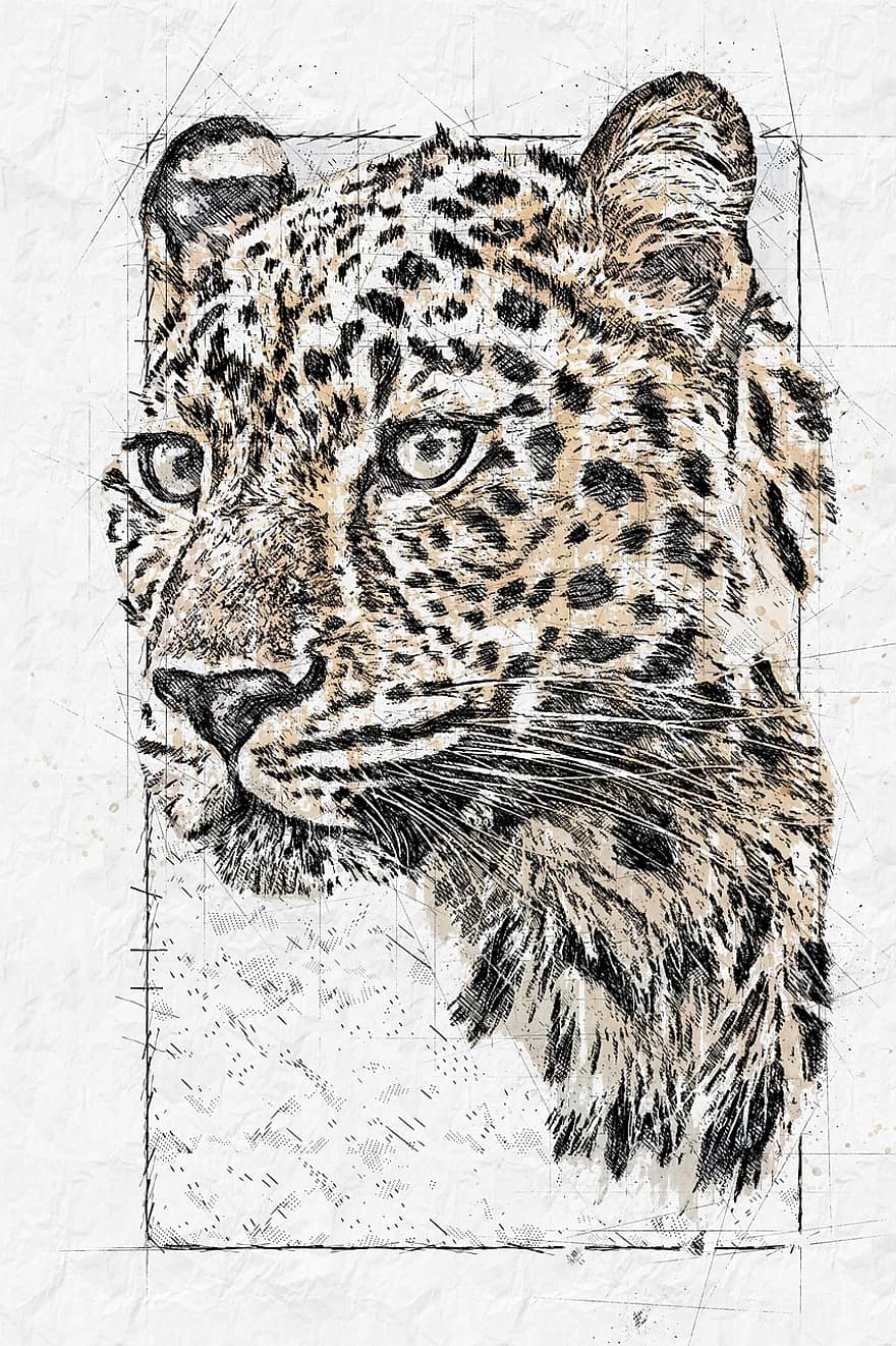 leopardas, gyvūnas, žinduolių, laukinės gamtos, mėsėdis, plėšrūnas, fauna, piešimas, eskizas