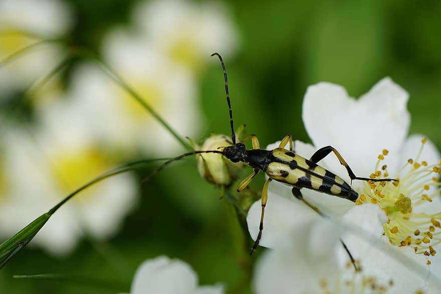 Spotted Longhorn Beetle, Insect, Flowers, Longhorn Beetle, Leptura Maculata, Beetle, Cerambycidae, White Flower, Plant, Nature