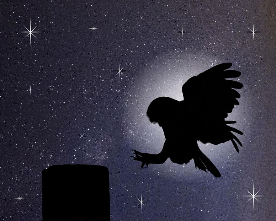 coruja, tronco, noite, Estrela, fofa, fundo, silhueta, luz da lua