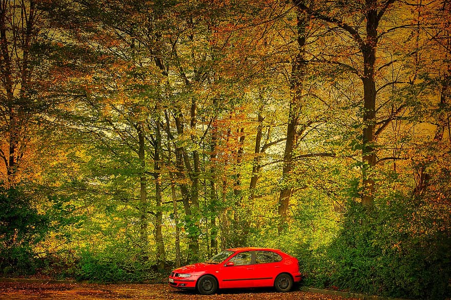 auto, parkoviště, les, stromy, podzim, červené auto, automobil, buk, lesní cesta, barva pádu, podzim listí