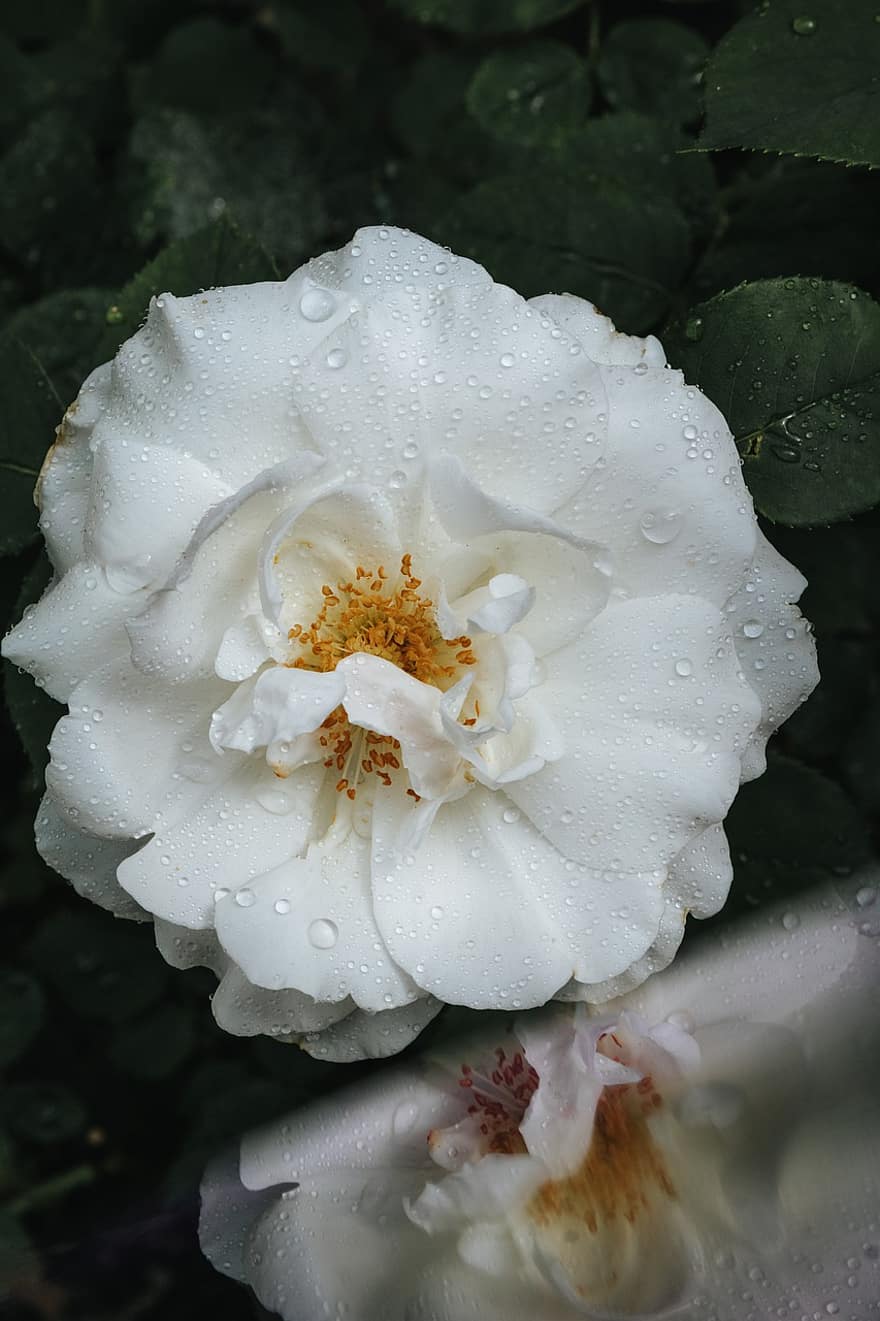 rosa, blanc, flor, bellesa, naturalesa, pluja