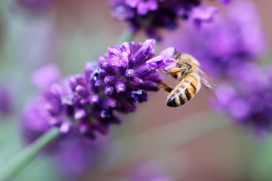 бджола, комаха, запилюють, запилення, лаванда, квітка, крилате комаха, крила, природи, перетинчастокрилі, ентомологія
