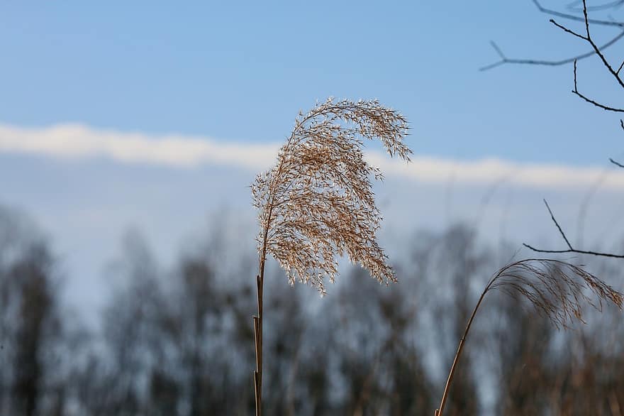 Nature, Reed, Grass, Plant, Flora, Close Up, Macro, Growth, close-up, season, agriculture